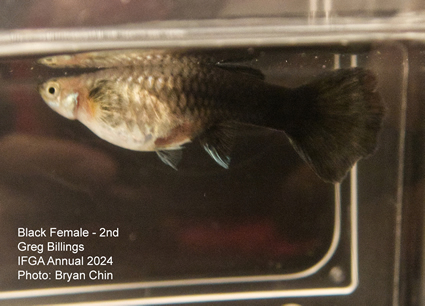 female guppy black